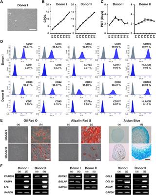 Self-assembled adipose-derived mesenchymal stem cells as an extracellular matrix component- and growth factor-enriched filler